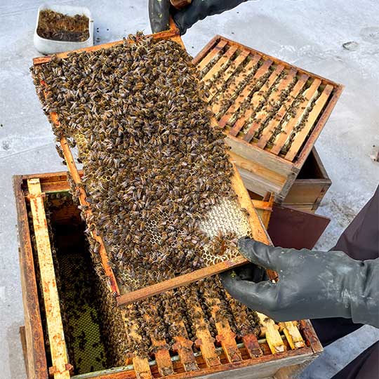 Bees in the hive | Kyocera