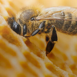 Corporate Social Responsibility - Bees - Kyocera Group UK